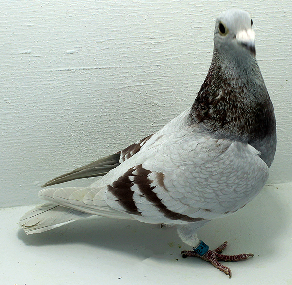 Band: AU 20178 Foys 2025